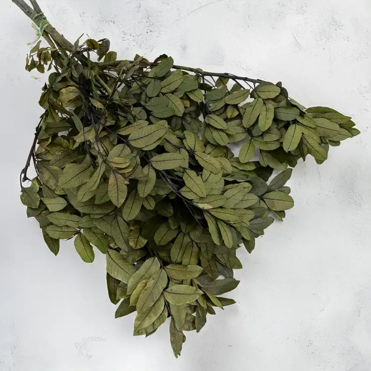 Pistacja 1.png