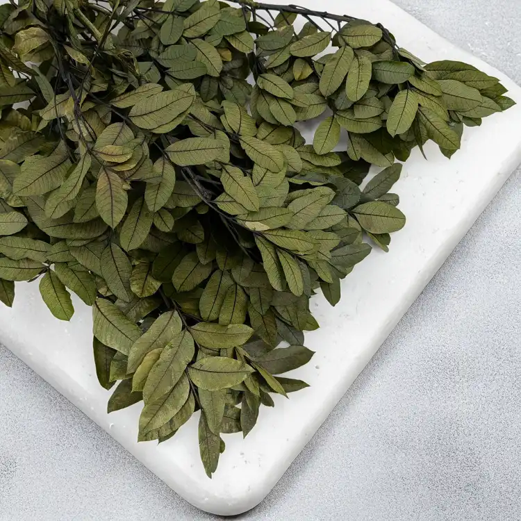 Pistacja 2.png