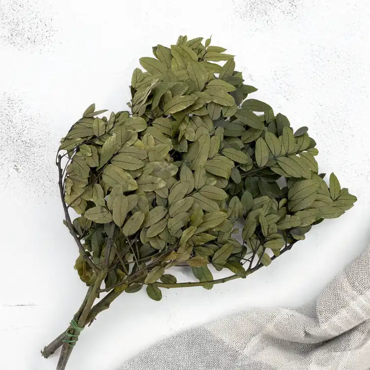 Pistacja 3.png