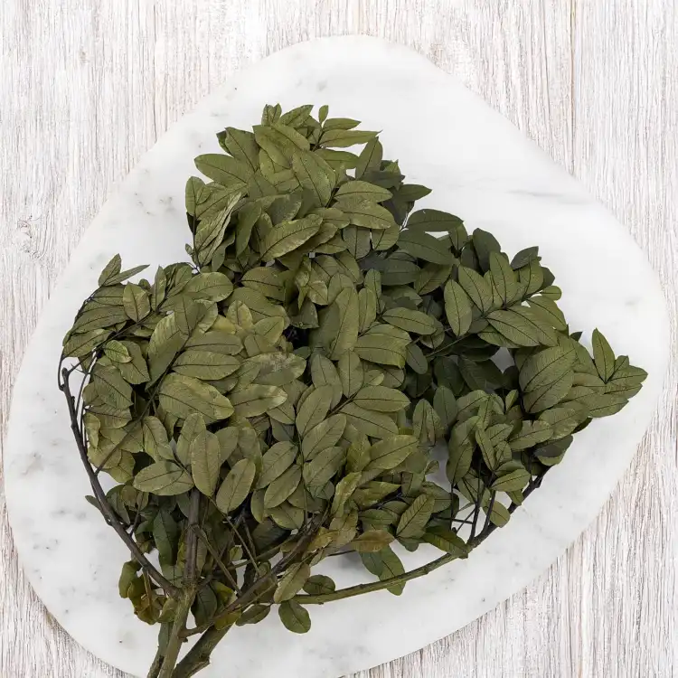 Pistacja 4.png