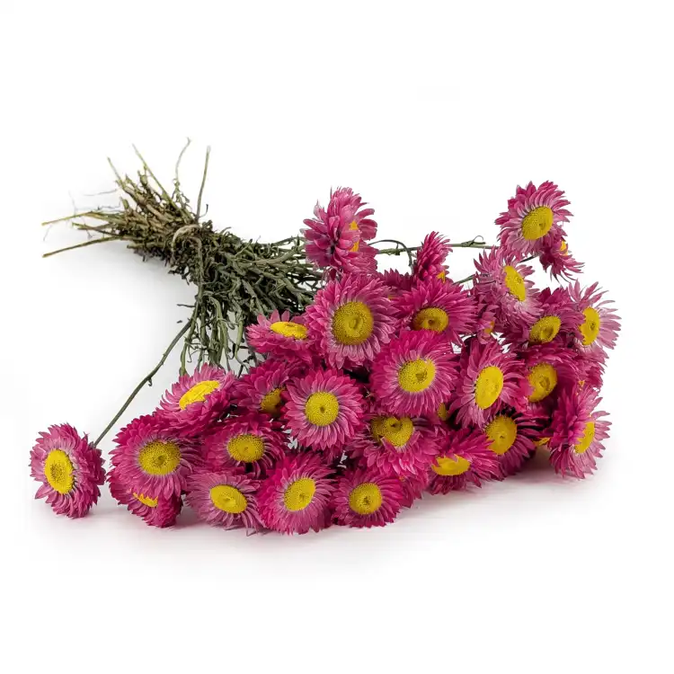 Acroclinium ciemny róż.png