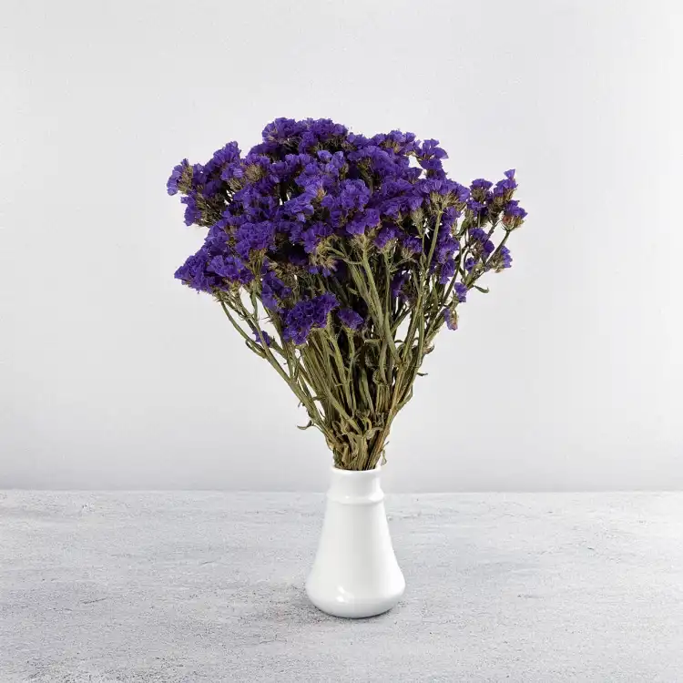Zatrwian dark Blue sz 5.png