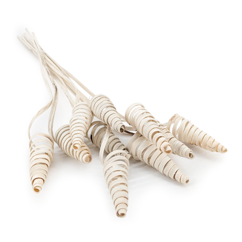 Cane Cone in.png