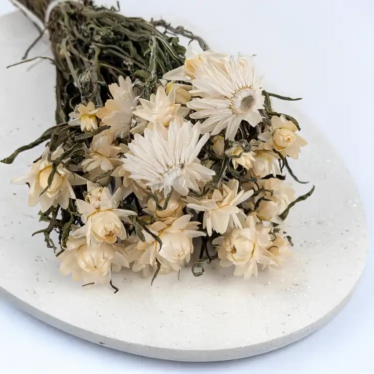 kocanka biala IT 1.png