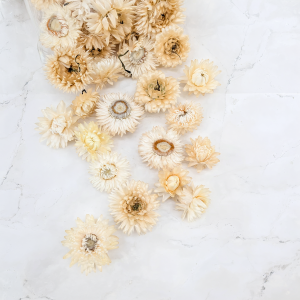 Kocanka biała główki PLS 2.png