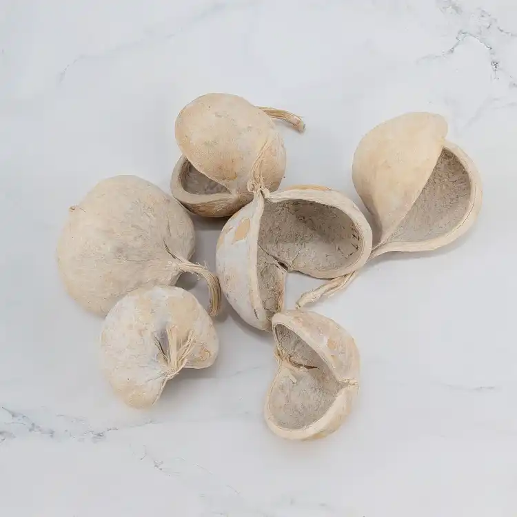Budda Nut 6szt 3.png
