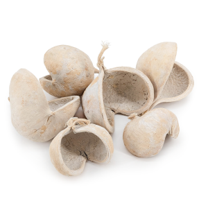 Budda Nut 6szt.png