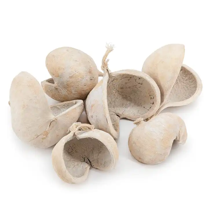 Budda Nut 6szt.png