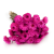 kocanka mocny roz SZ.png