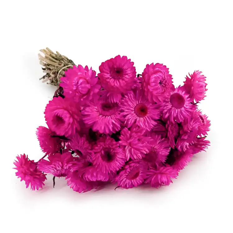 kocanka mocny roz SZ.png