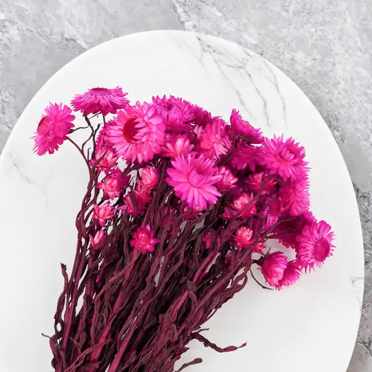 kocanka mocny roz SZ 4.png