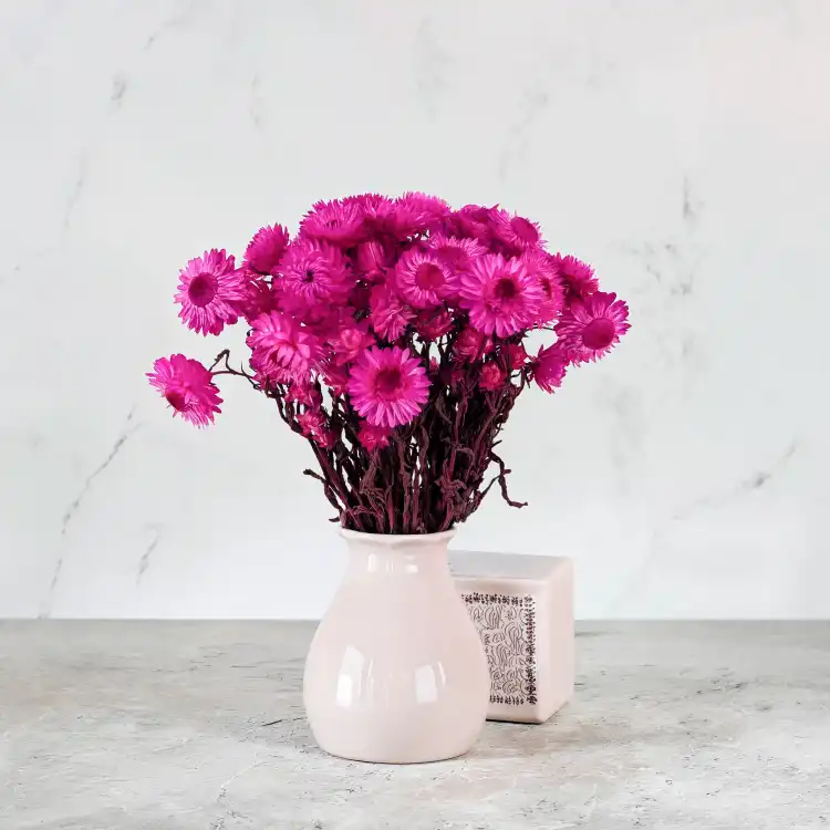 kocanka mocny roz SZ 5.png