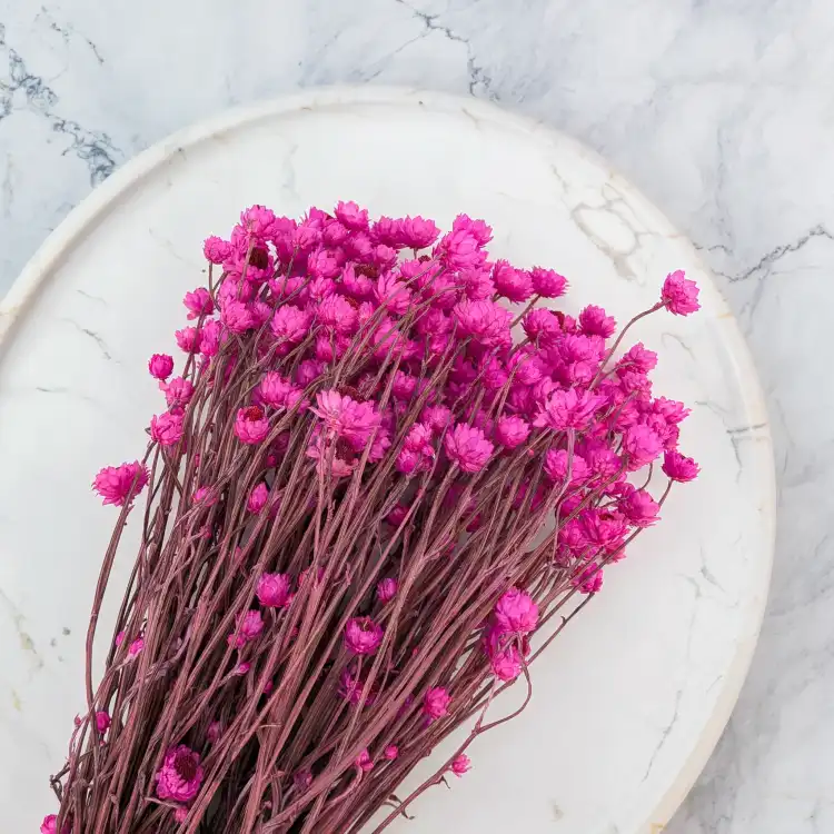 Ammobium roz SZ 4.png