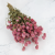 Gomfrena roz lisc Sz 1.png