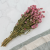 Gomfrena roz lisc Sz 3.png