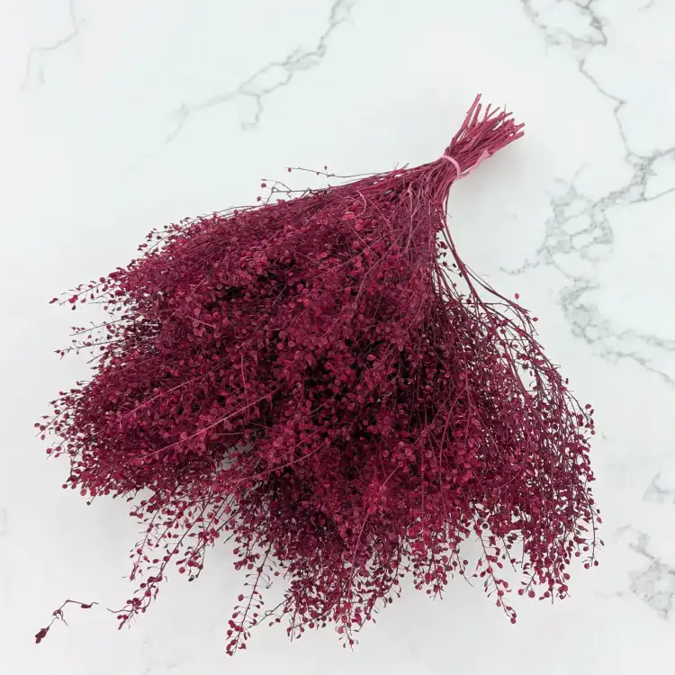 lepidium bordowe 1.png