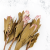 Suszona Protea (Protea Compacta) - Różowa - 5szt_6.png