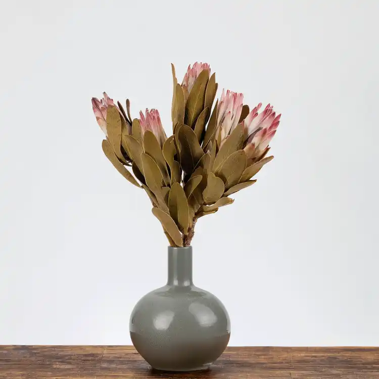 Suszona Protea (Protea Compacta) - Różowa - 5szt_5.png