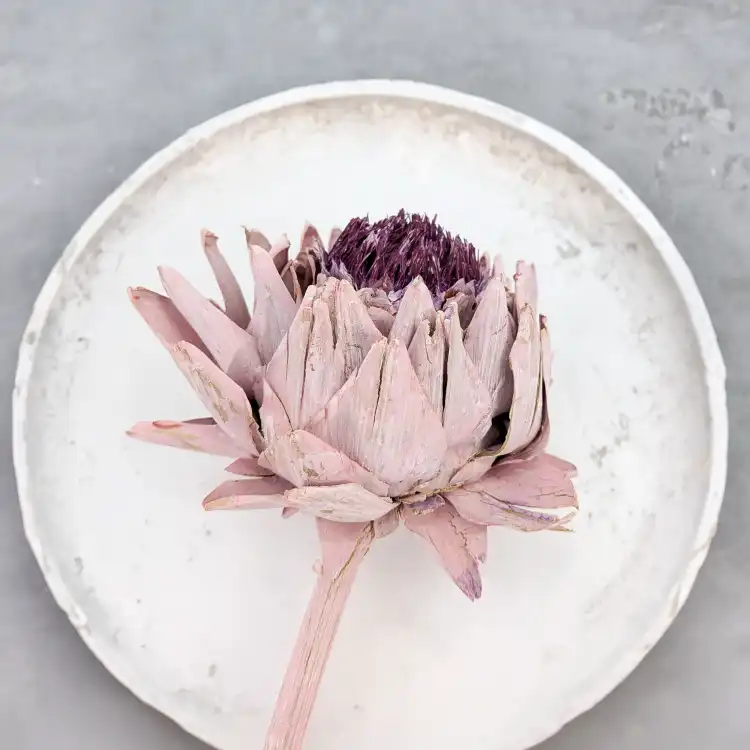 Karczoch suszony – Artichoke – Frosted Rose – 1szt_4.png