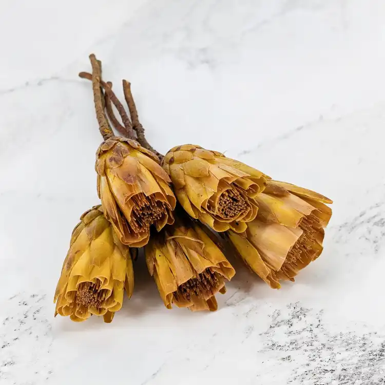 repens cut yellow 1.png