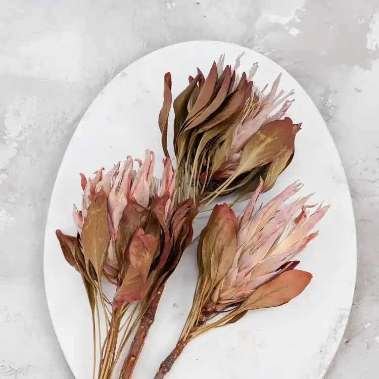 Protea King red 3.png