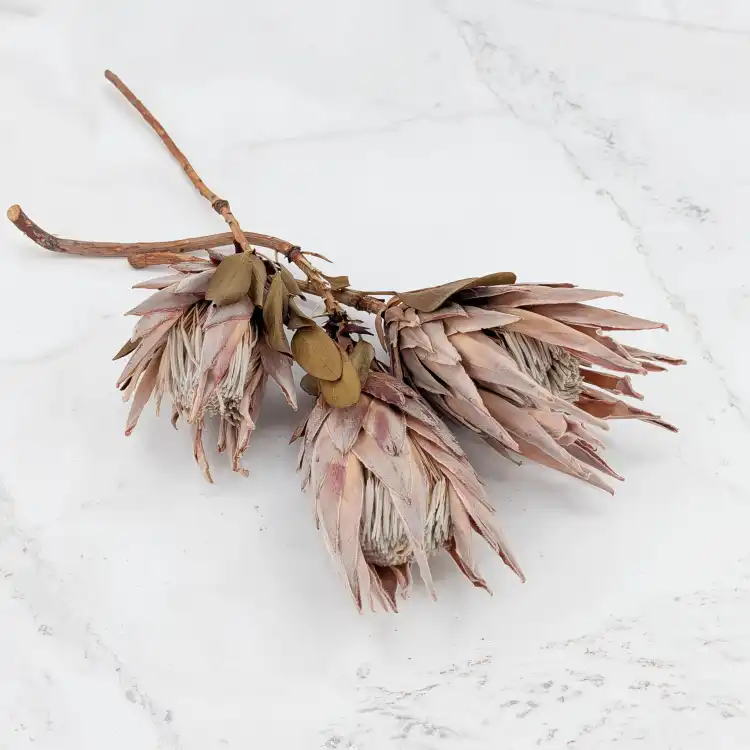 Protea King pink 1.png