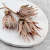Protea King pink 4.png