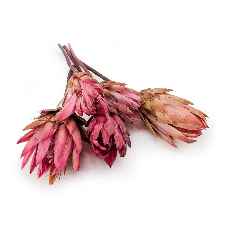 repens abs pink.png