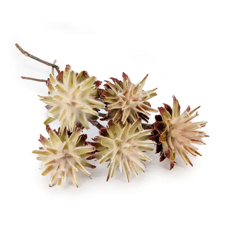Plumosum cream kf.png