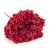 Hydrangea Burgund Royal.png