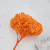 HYDRANGEA PUMPKIN ORANGE COLOR BHYS-11 4.png
