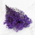 Gips Royal Fioletowa 1.png