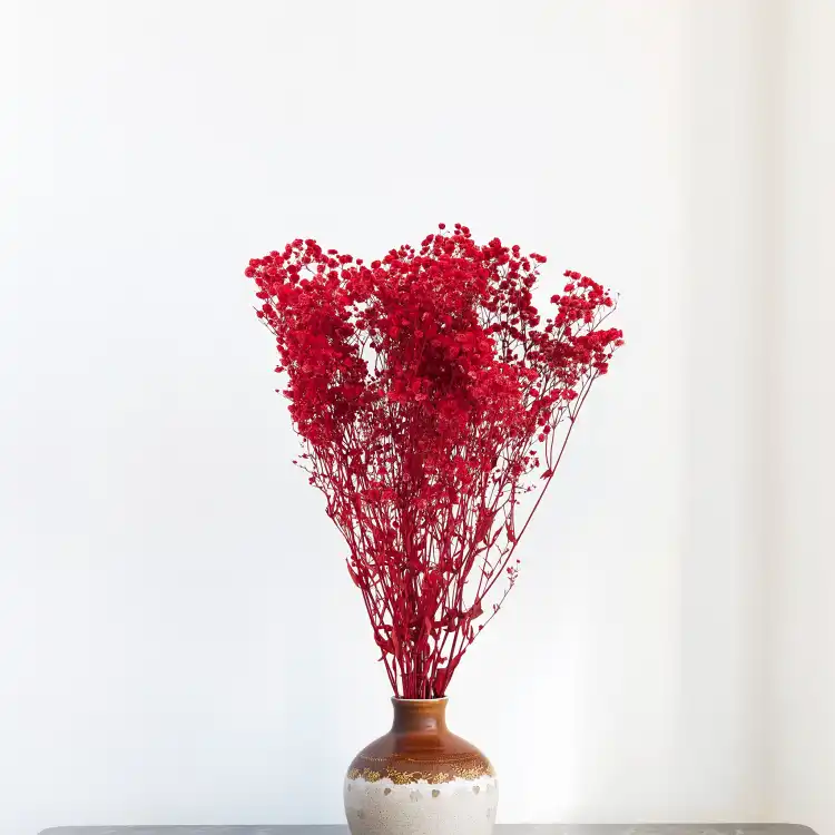 Preserved Gypsophila Deep Red Gipsówka Stabilizowana Głęboka czerwień_4.png