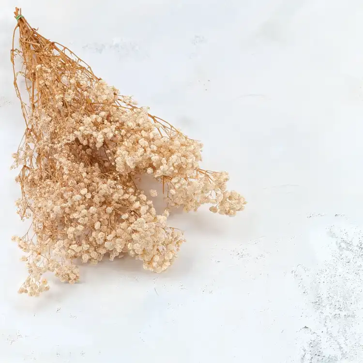 Preserved Gypsophila ream Gipsówka Stabilizowana kremowa.png