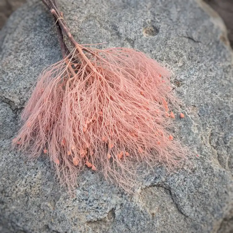 Trawa marzeńdream grass PINK_2.png