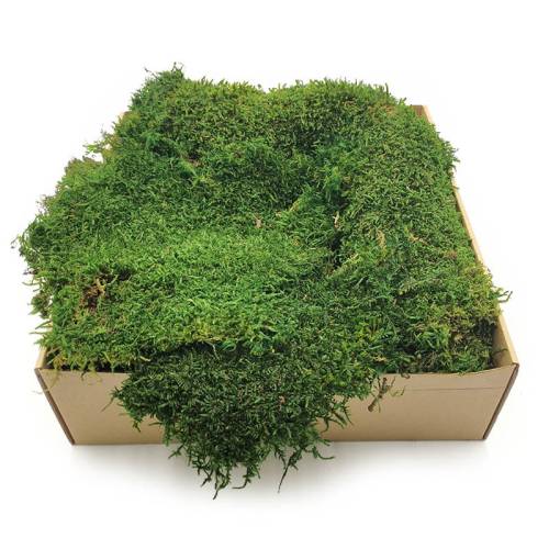 Plaski mech Stabilizowany Ciemnoziel swe.jpg