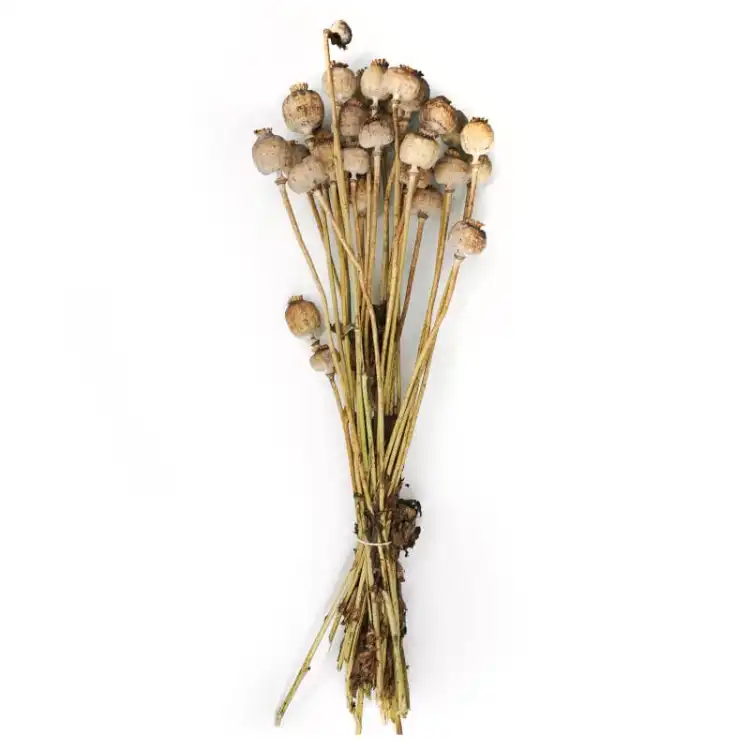 Suszona makowka papaver suszony.jpg