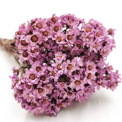 Oxodia Fioletowa stabilizowana 1.jpg