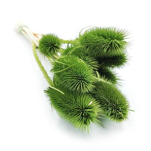 Oset Szczeć suszony zielony.jpg
