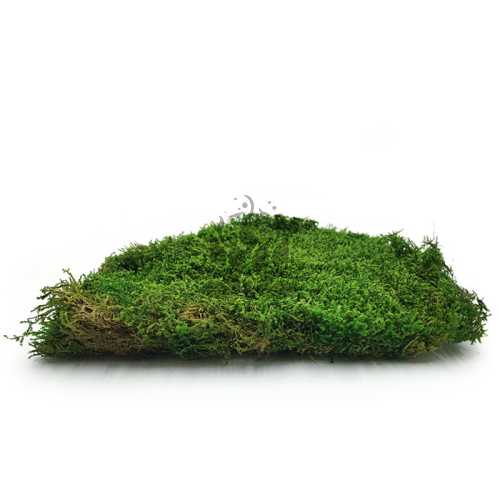 Long Moss Flat Średni Zielony Okładka.jpg
