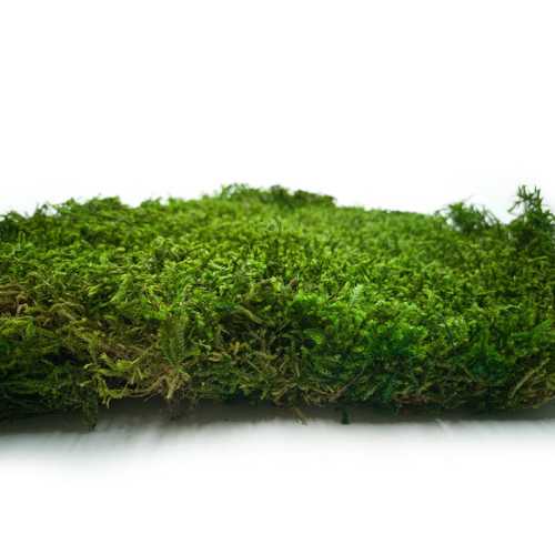 Long Moss Flat Średni Zielony.jpg