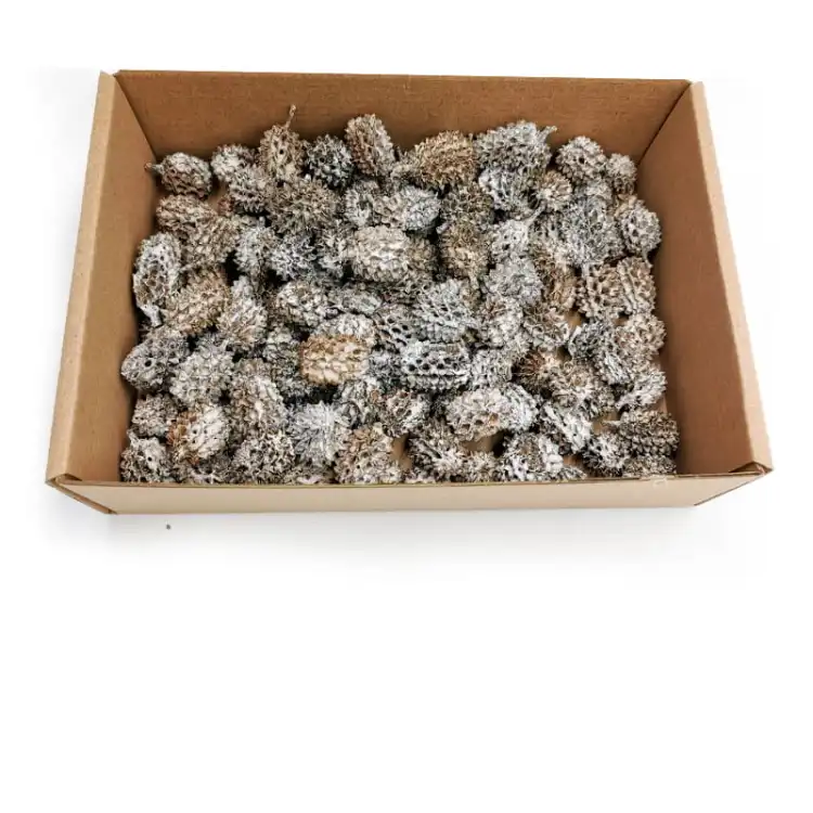 Casurina White Washed 100g pudełko.jpg