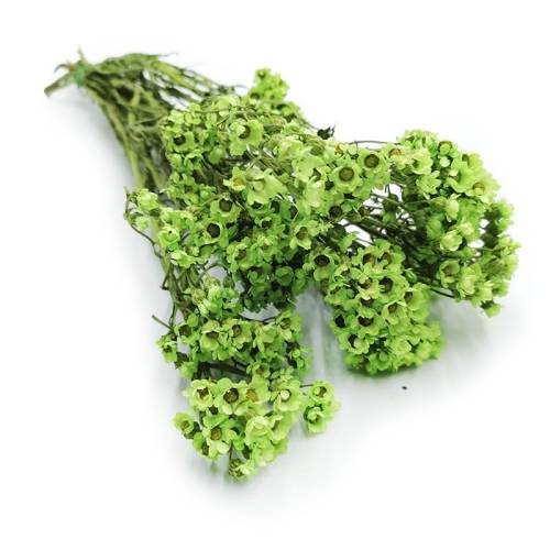 Oxodia zielona bukiet.jpg