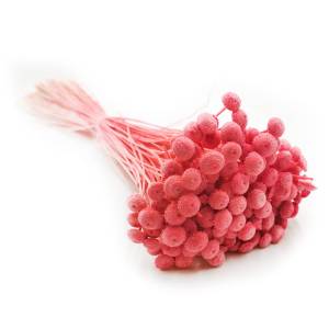 Botao Amarelino - (Amarelinho) - buraczkowe