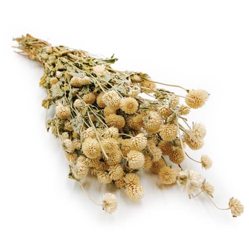 Gomfrena biała premium okladka.jpg