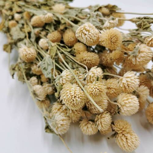 Gomfrena biała premium zblizenie.jpg