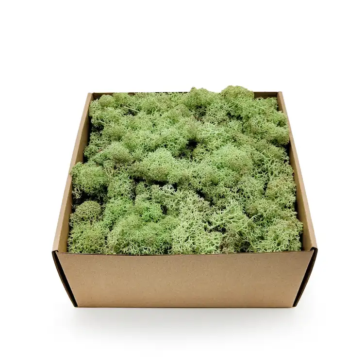 Nor Mint 1.png