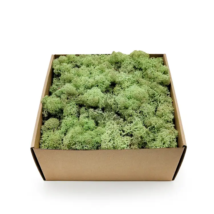 Nor Mint 1.png