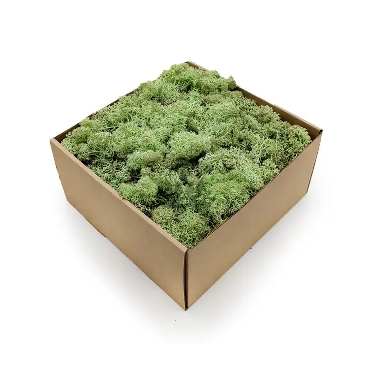 Nor Mint.png