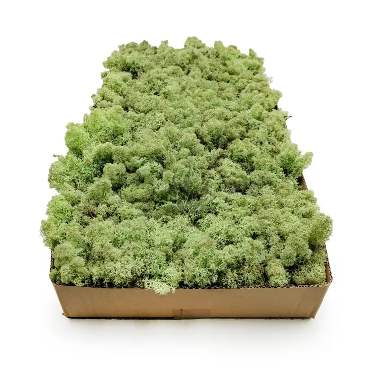 Nor Mint 3.png